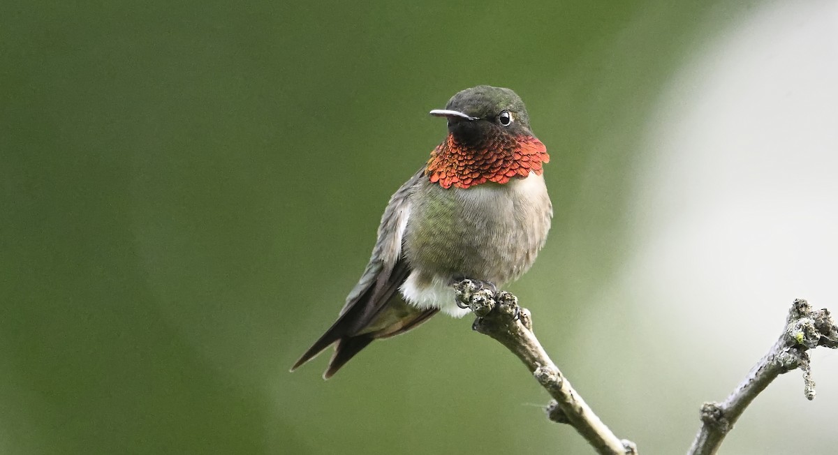 Ruby-throated Hummingbird - ML620123103
