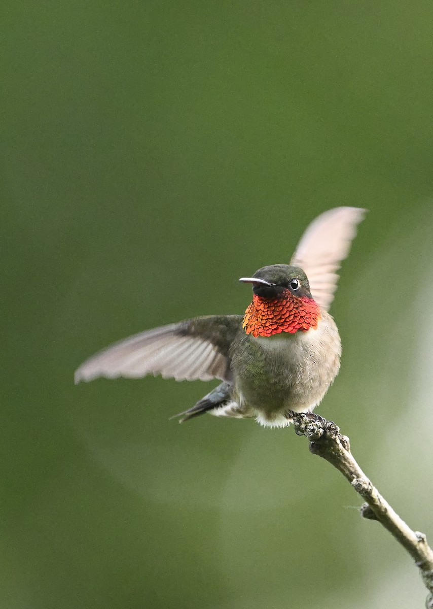 Ruby-throated Hummingbird - ML620123105