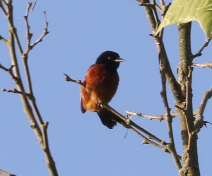 Orchard Oriole - ML620123112