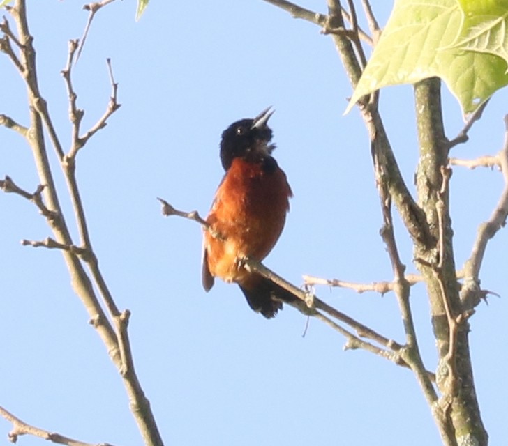 Orchard Oriole - ML620123113