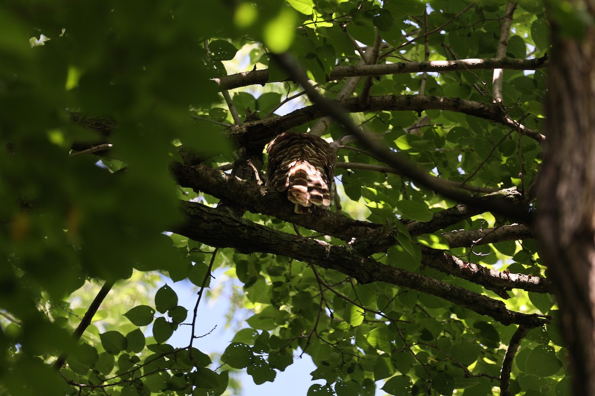 Barred Owl - ML620123141