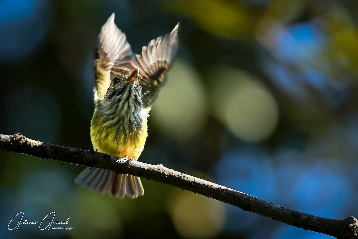 Eared Pygmy-Tyrant - ML620123152