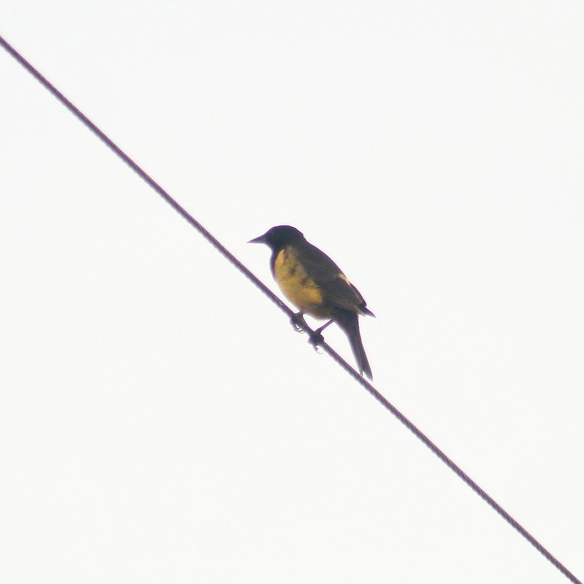 Yellow-rumped Marshbird - ML620123156