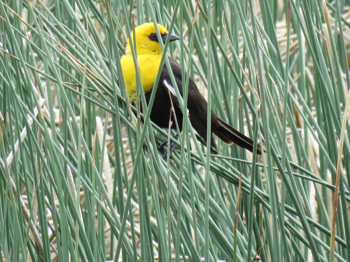 Yellow-headed Blackbird - ML620123159