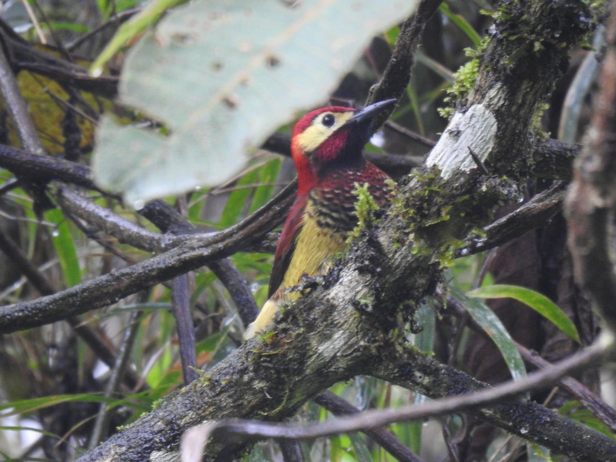 Crimson-mantled Woodpecker - ML620123167
