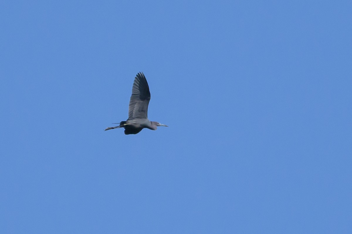Little Blue Heron - ML620123169