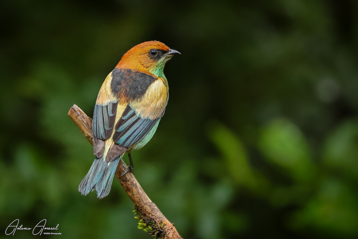 Black-backed Tanager - ML620123178