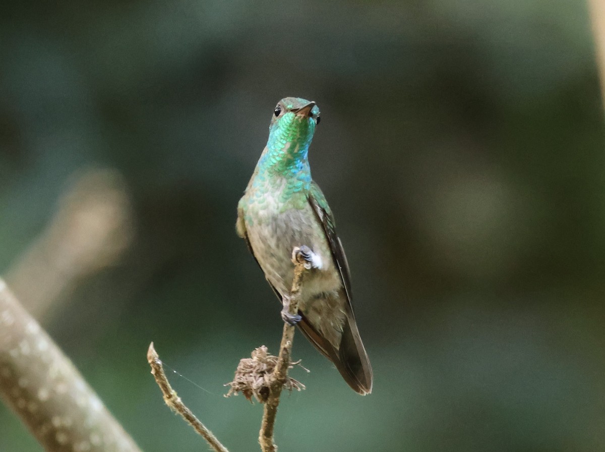 tupikolibri - ML620123181