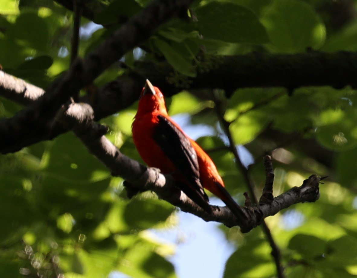 Scarlet Tanager - ML620123197