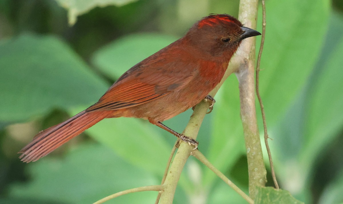 Red-crowned Ant-Tanager (Red) - ML620123216