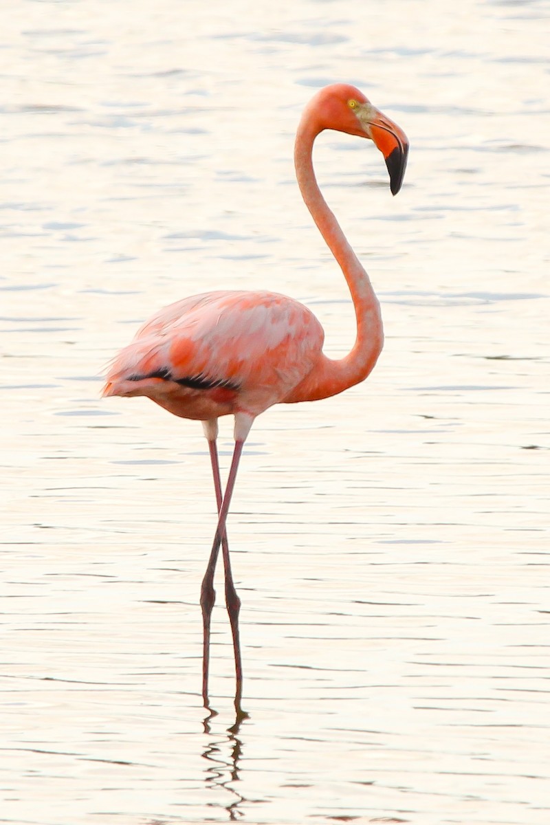 American Flamingo - ML620123221