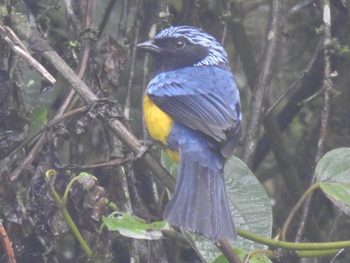 Buff-breasted Mountain Tanager - Justin Harris