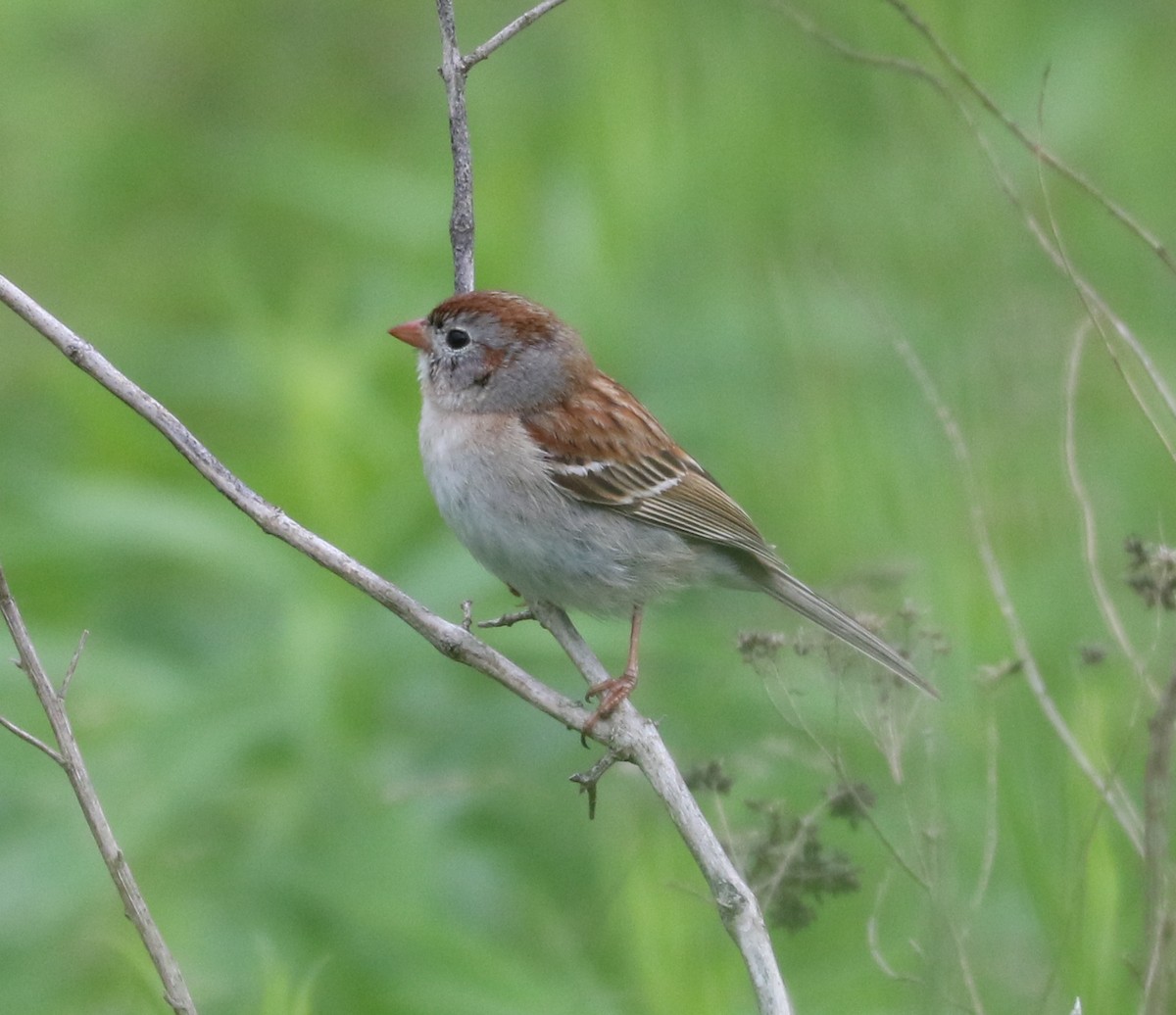 Field Sparrow - ML620123253