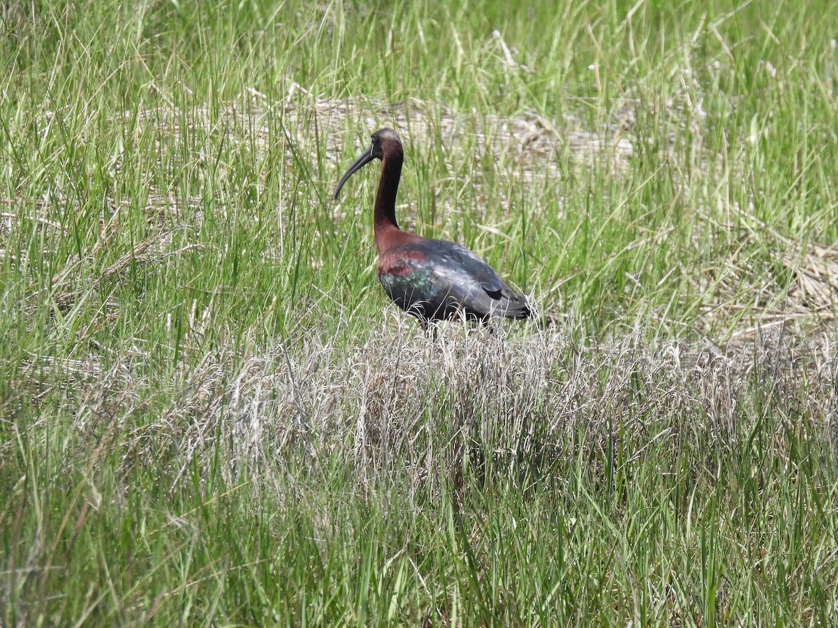 ibis hnědý - ML620123256