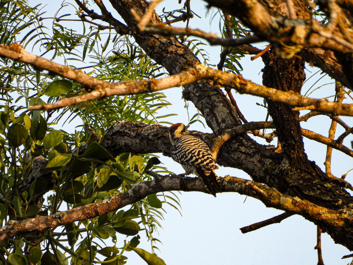 Ladder-backed Woodpecker - ML620123259