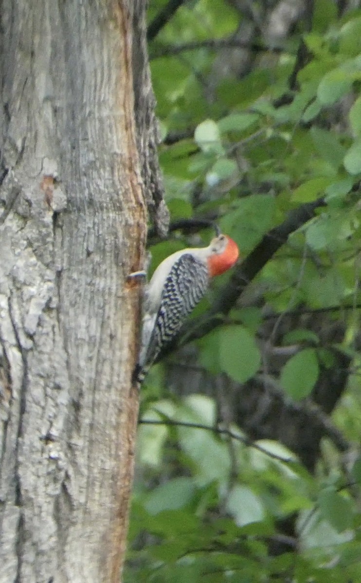 Red-bellied Woodpecker - ML620123266