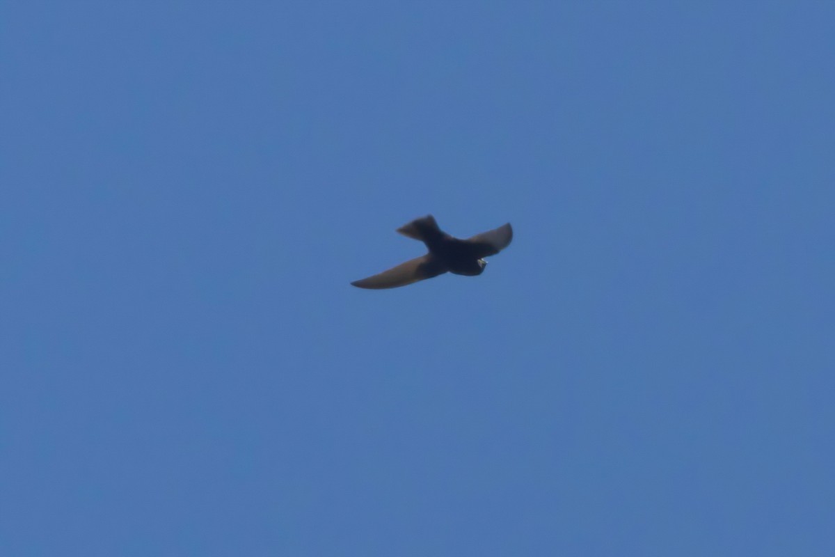 Black Swift - ML620123267