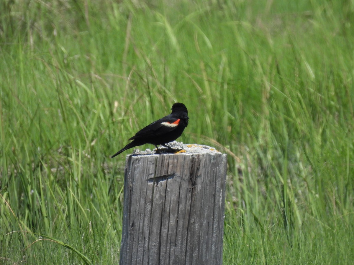 Red-winged Blackbird (Red-winged) - ML620123300