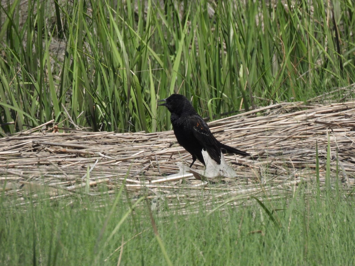 Red-winged Blackbird (Red-winged) - ML620123306
