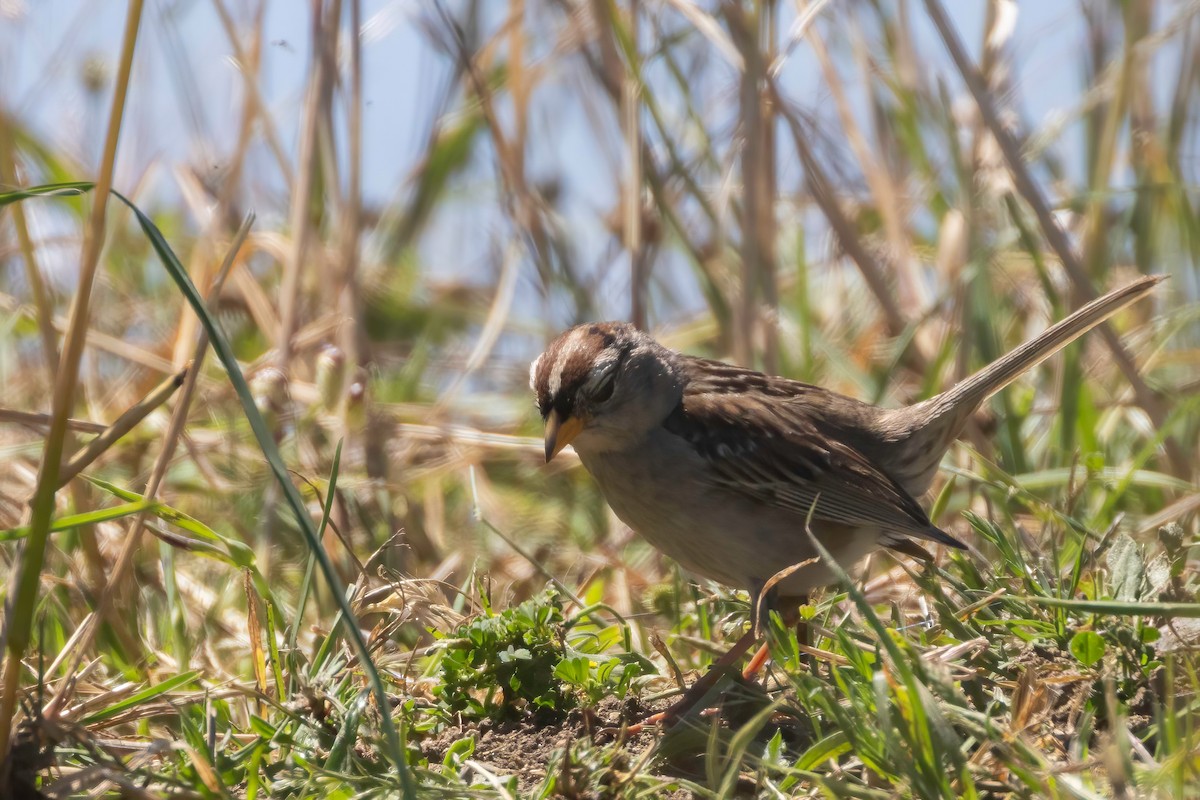 White-crowned Sparrow (nuttalli) - ML620123310