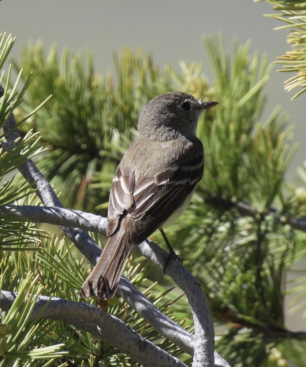 Dusky Flycatcher - ML620123312