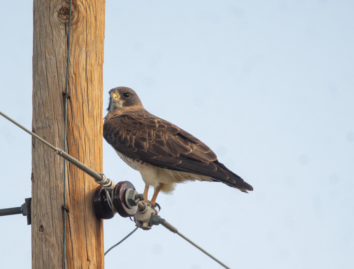 Swainson's Hawk - ML620123350