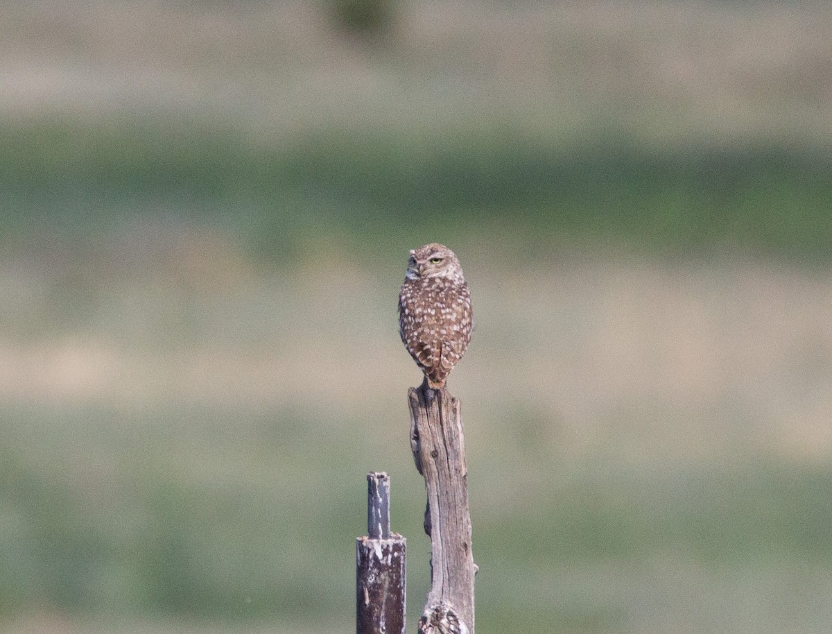 Burrowing Owl - ML620123355