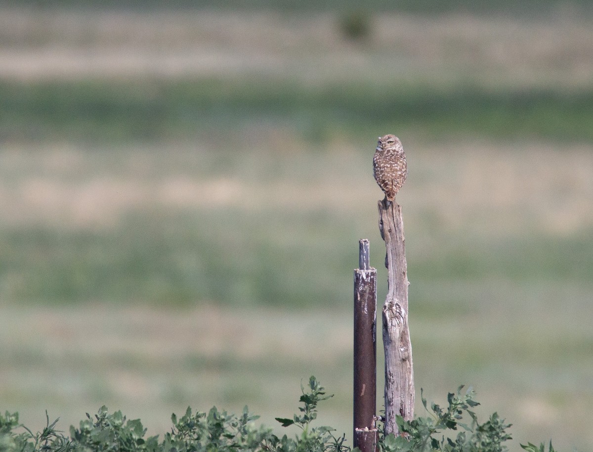 Burrowing Owl - ML620123357