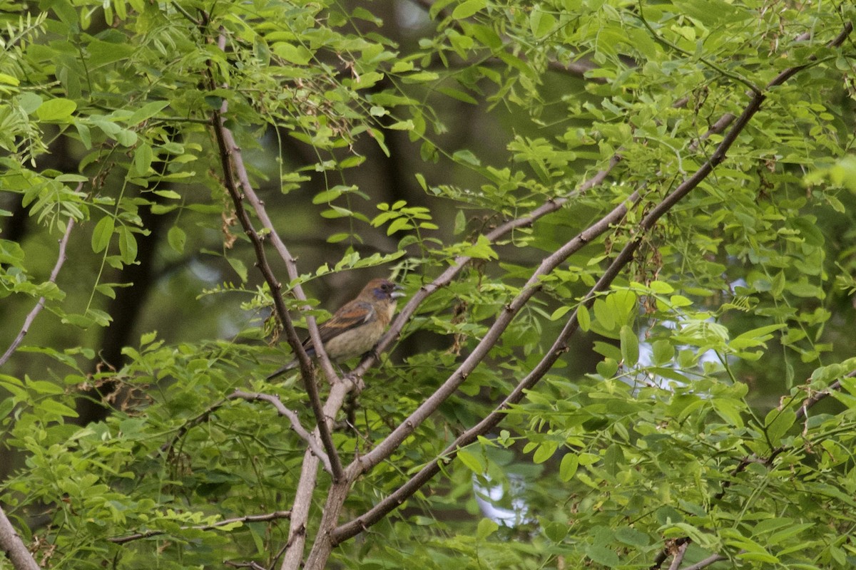 Blue Grosbeak - ML620123362