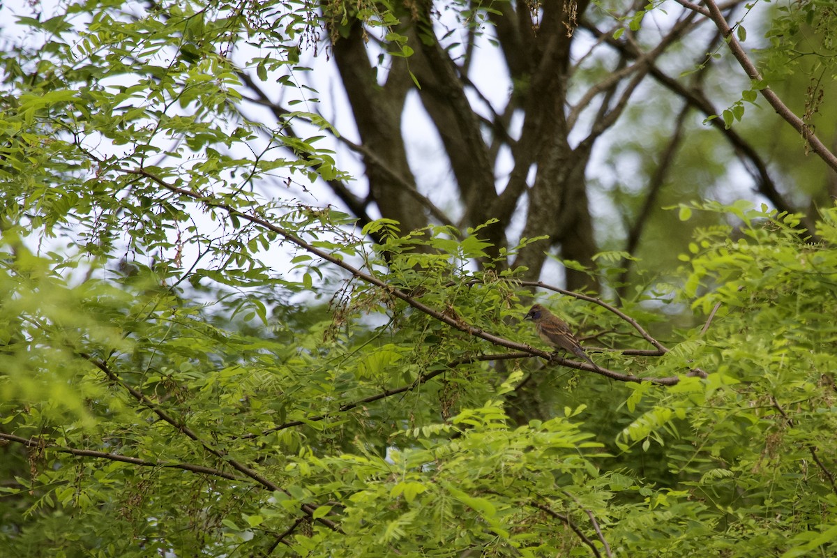 Blue Grosbeak - ML620123363