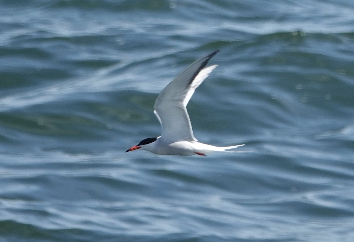 Common Tern - ML620123391