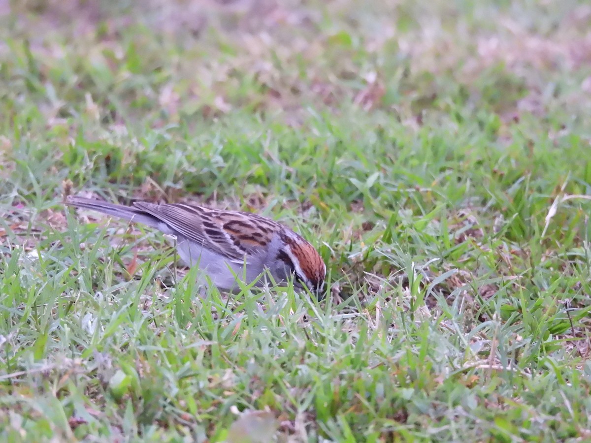 Chipping Sparrow - ML620123409