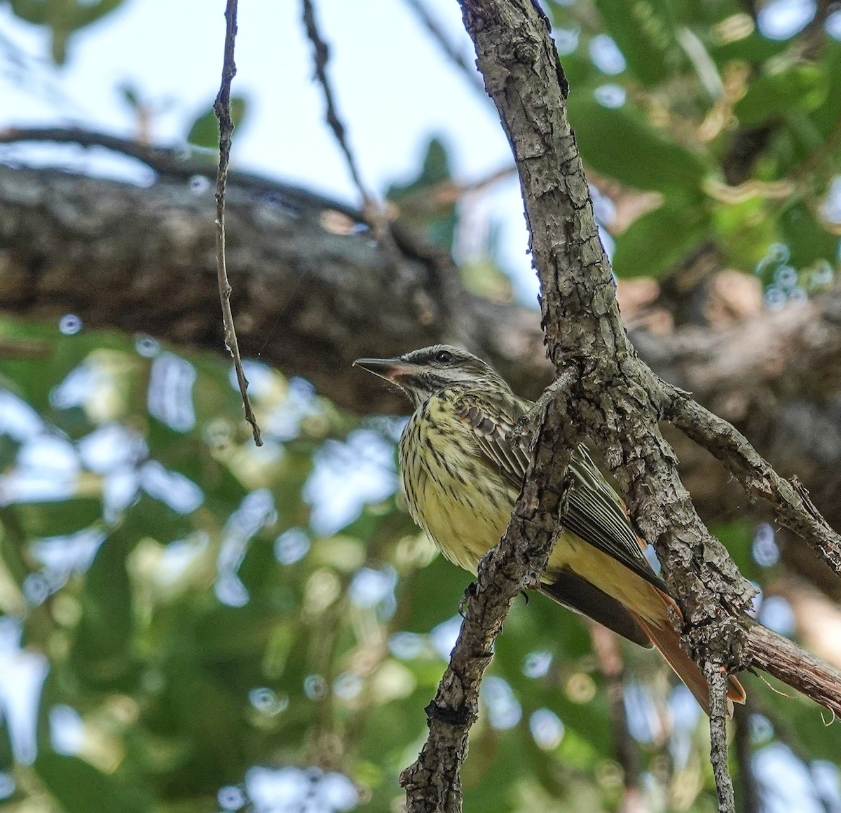 Sulphur-bellied Flycatcher - ML620123410