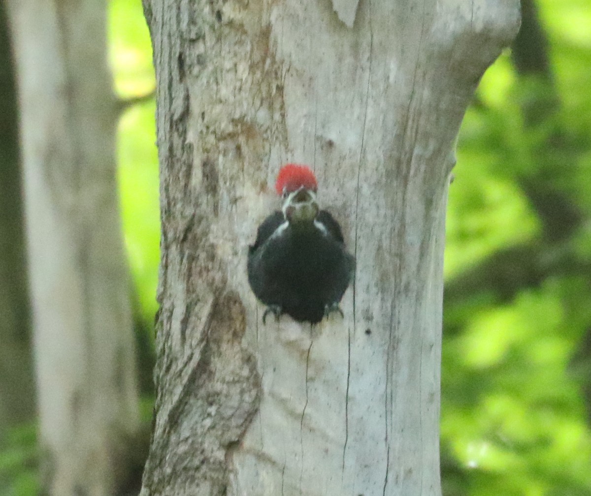 Pileated Woodpecker - ML620123421