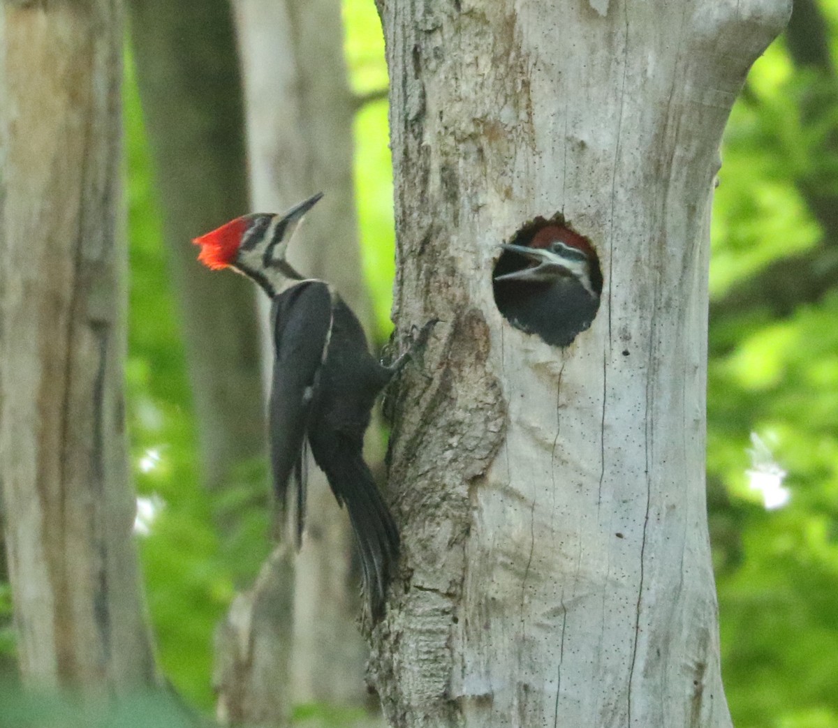Pileated Woodpecker - ML620123423