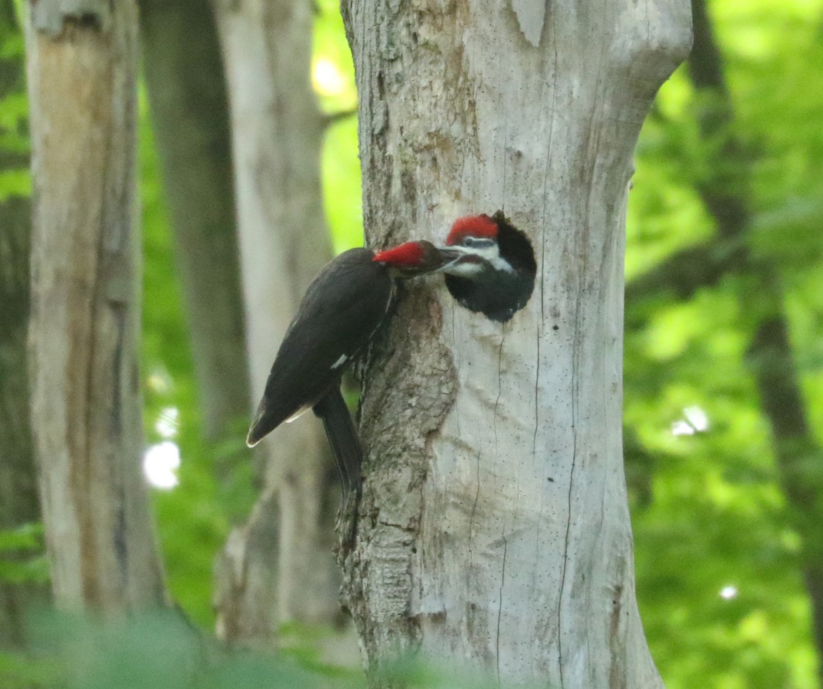 Pileated Woodpecker - ML620123425