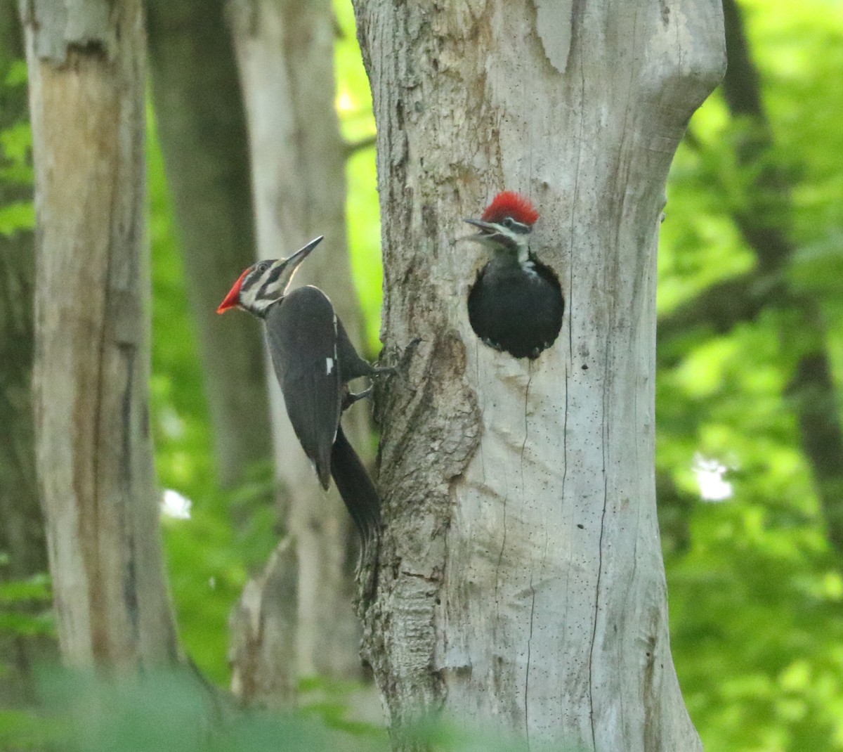 Pileated Woodpecker - ML620123427