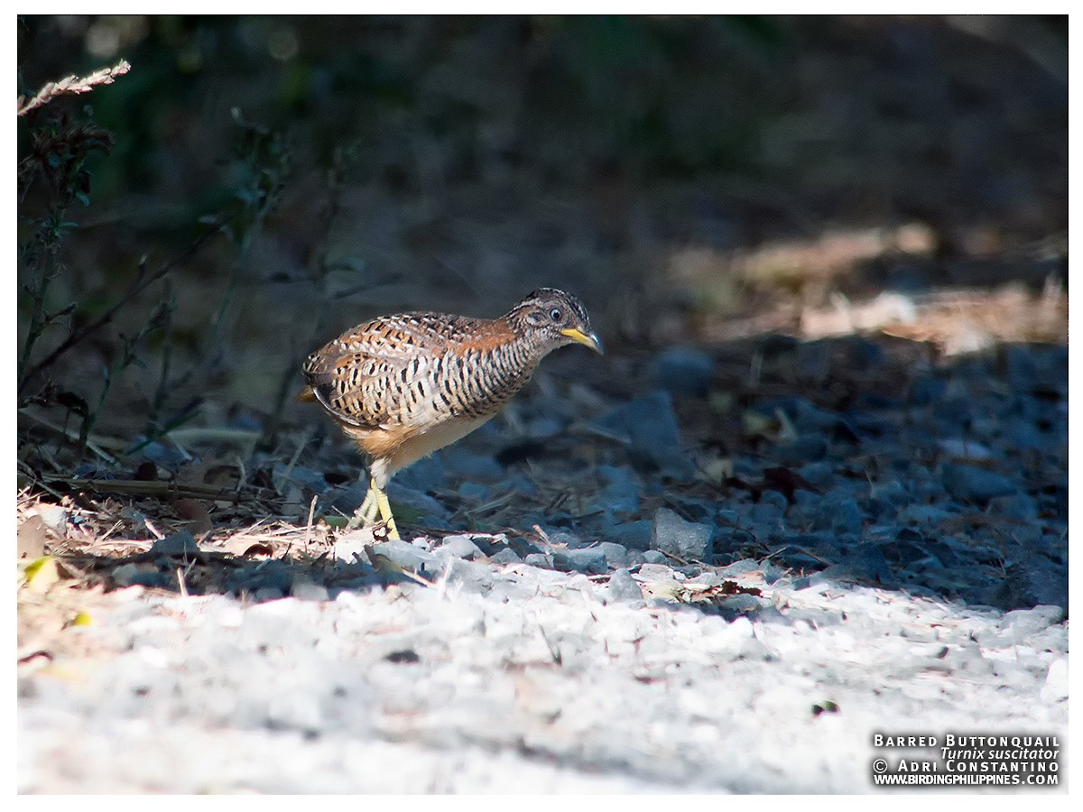 Barred Buttonquail - ML620123448