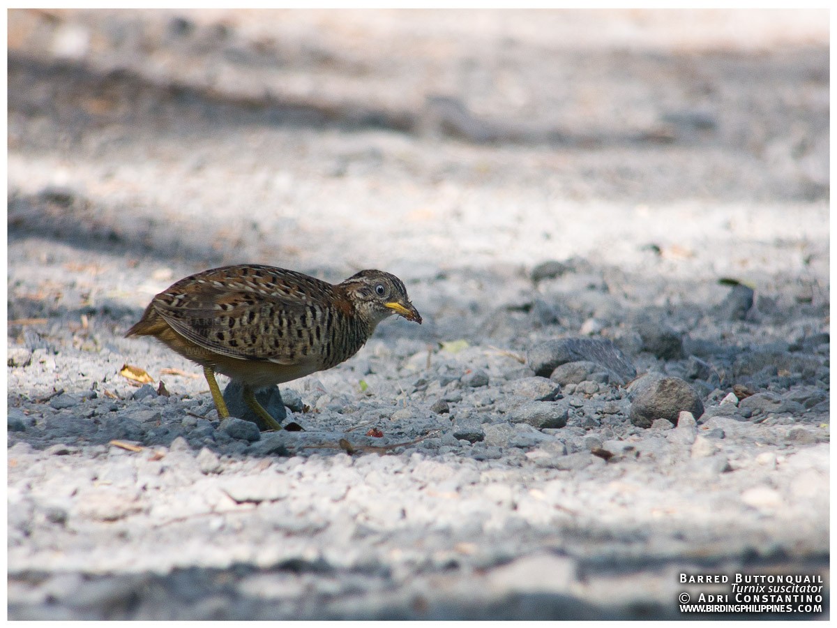 Barred Buttonquail - ML620123449