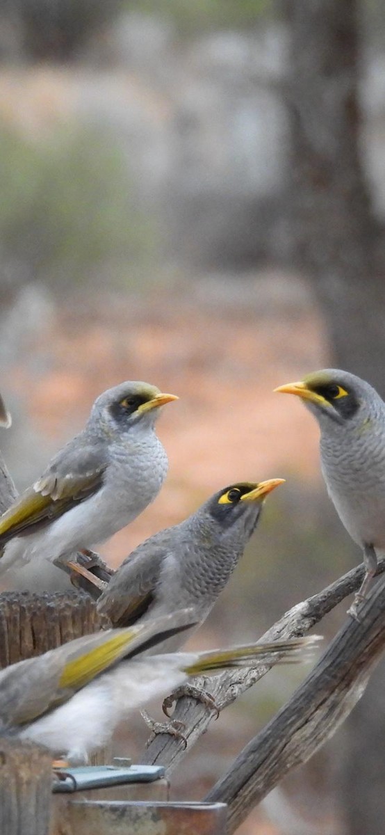 Black-eared Miner - ML620123454