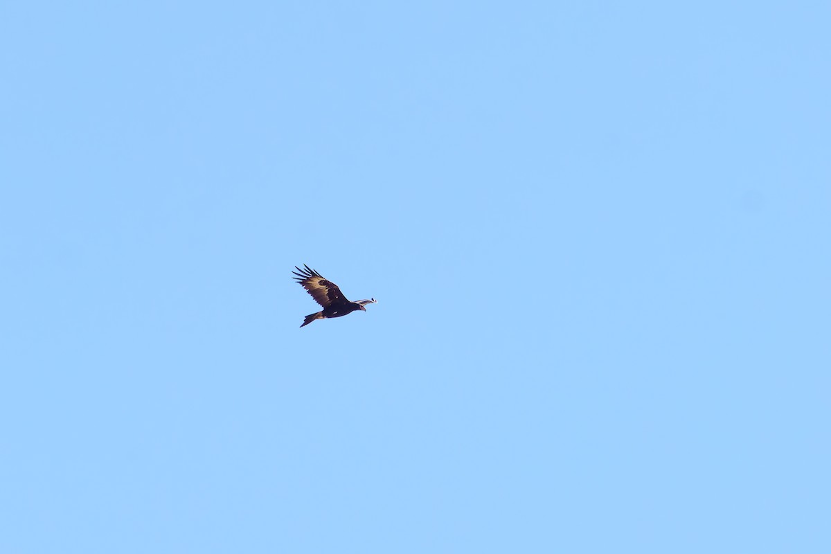 Wedge-tailed Eagle - ML620123457