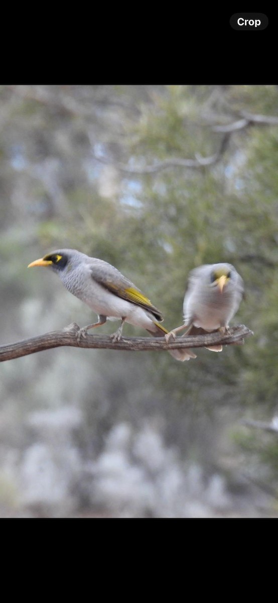 Black-eared Miner - ML620123479