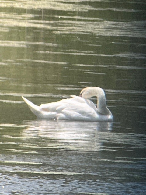Mute Swan - ML620123521