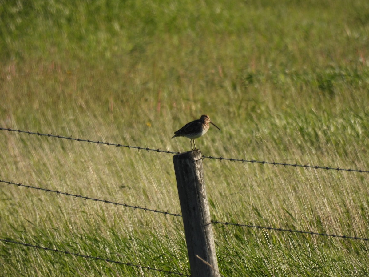 Wilson's Snipe - ML620123522