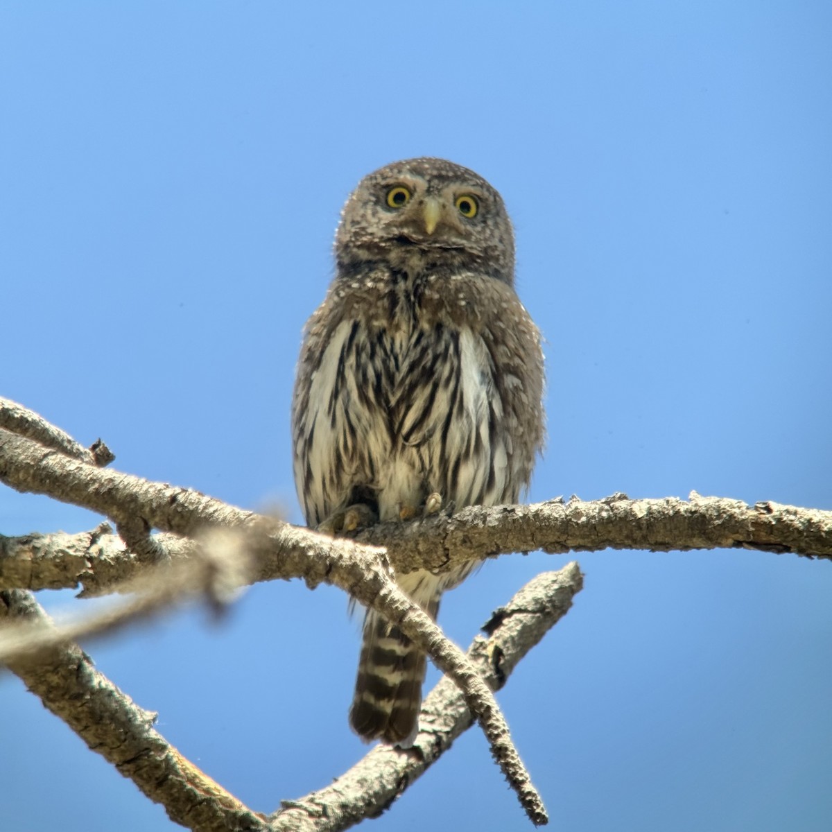 Northern Pygmy-Owl - ML620123532