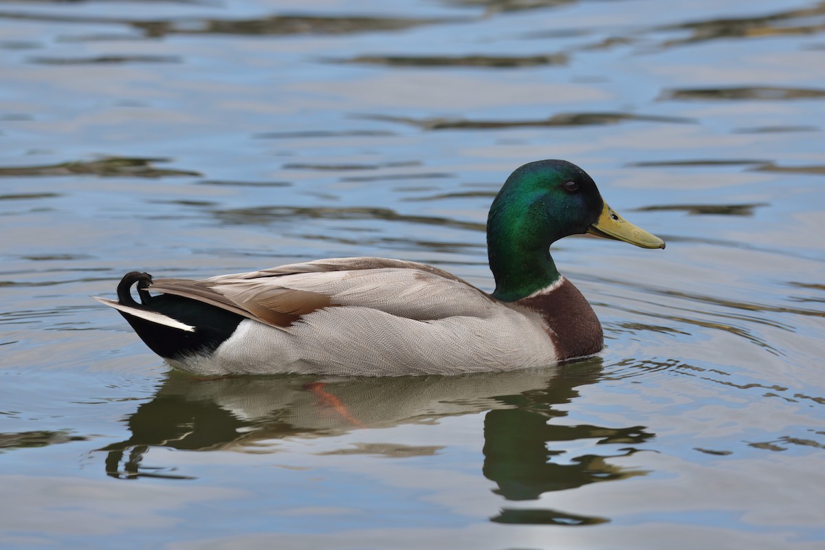 Mallard - ML620123552