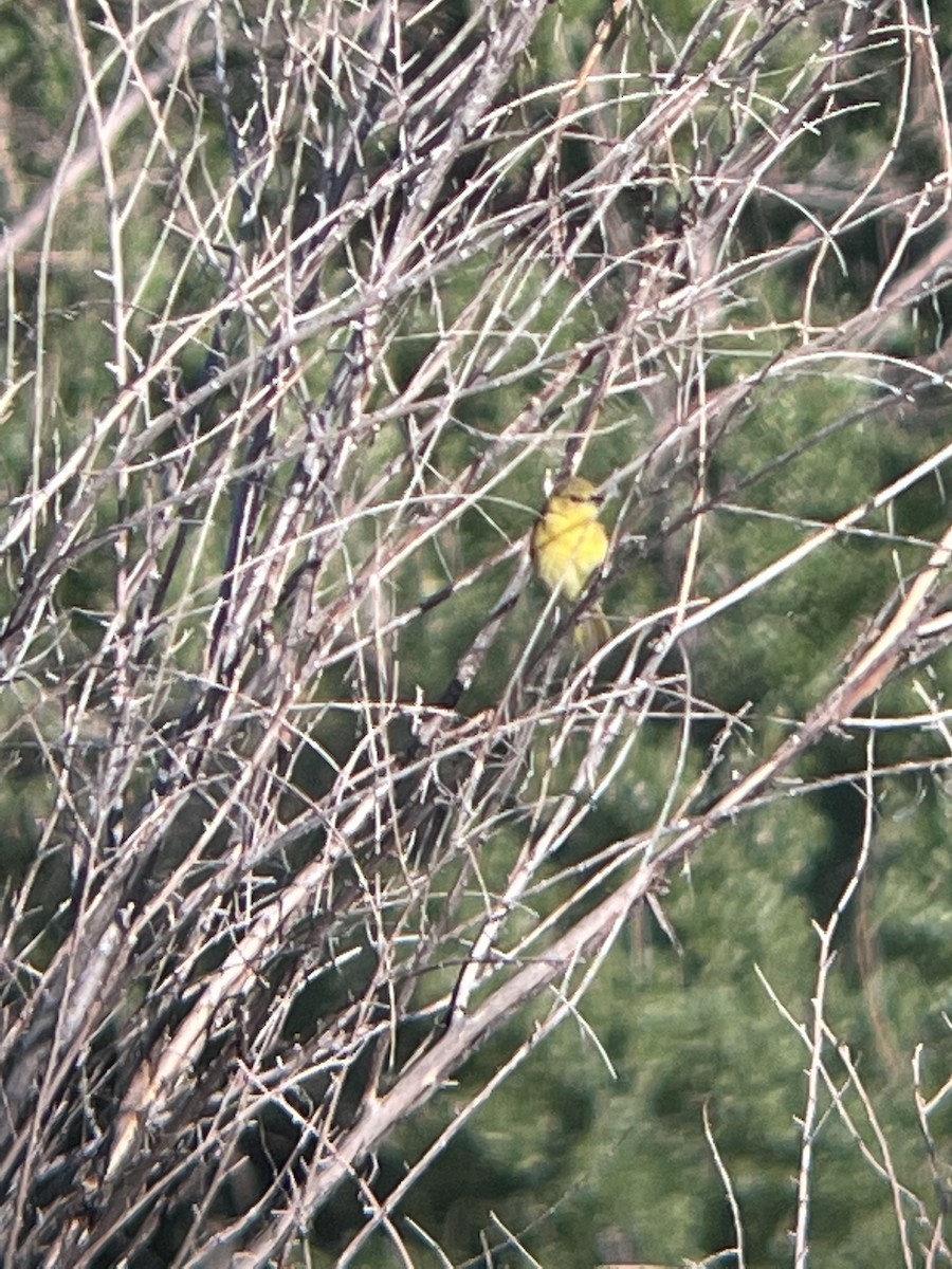 Yellow Warbler - ML620123559