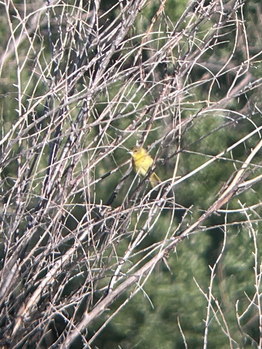Yellow Warbler - ML620123560