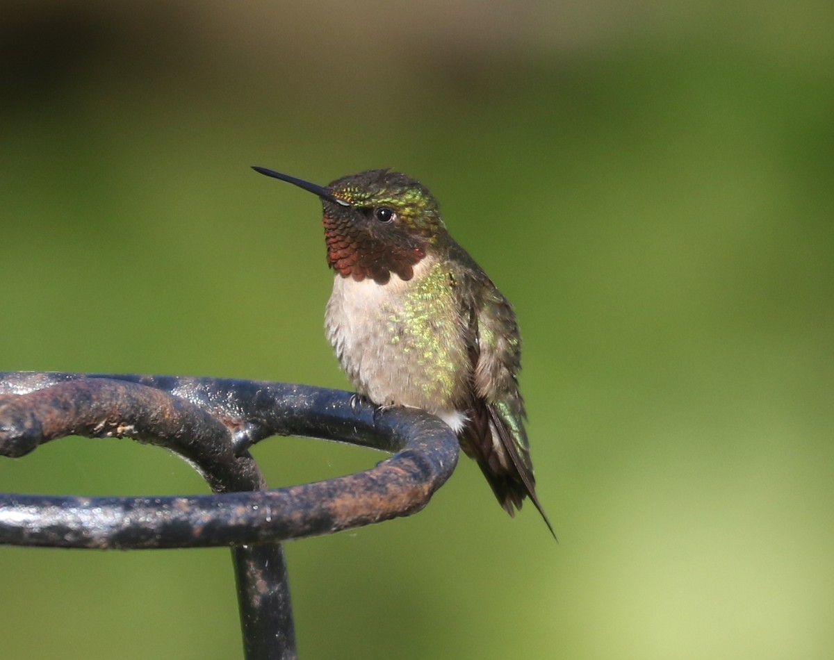 Ruby-throated Hummingbird - ML620123578