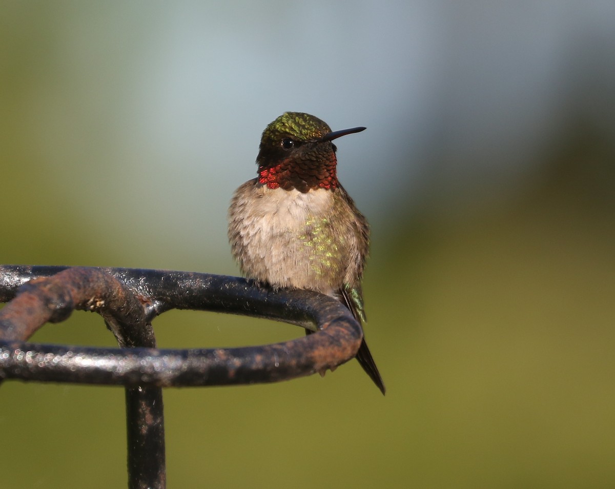 Ruby-throated Hummingbird - ML620123581